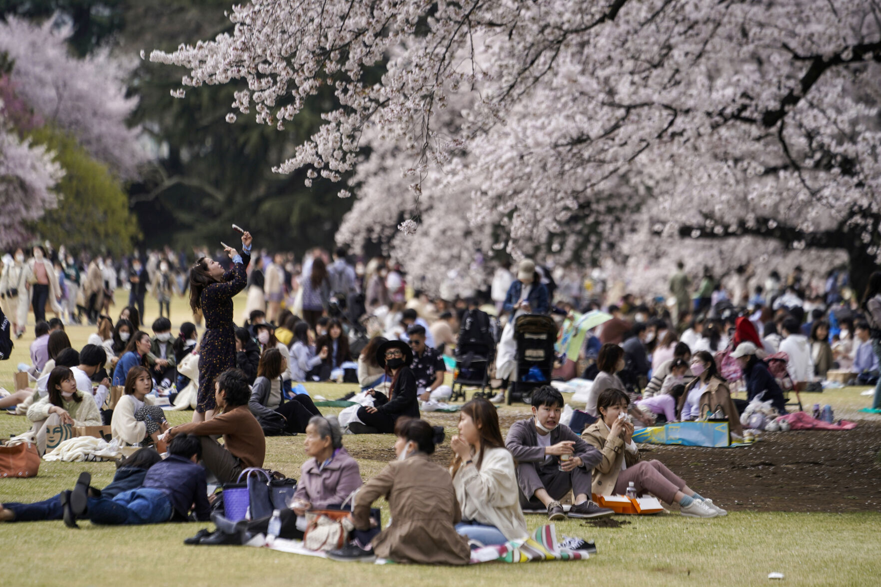Climate Crisis Is Putting Japan'S Cherry Blossoms First 13 Japan Cherry Blossom Photo Gallery